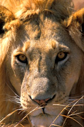 Africa Lion